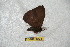  (Janiodes ecmachetensis - BC-RBP 6421)  @12 [ ] Copyright (2012) Ron Brechlin Research Collection of Ron Brechlin