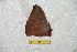  (Gamelia corralesi - BC-RBP 6423)  @12 [ ] Copyright (2012) Ron Brechlin Research Collection of Ron Brechlin
