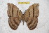  (Janiodes pichinchensis pichinchensis - BC-RBP 6442)  @14 [ ] Copyright (2012) Ron Brechlin Research Collection of Ron Brechlin