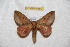  ( - BC-RBP 6460)  @13 [ ] Copyright (2012) Ron Brechlin Research Collection of Ron Brechlin