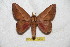  (Oiticella - BC-RBP 6464)  @15 [ ] Copyright (2012) Ron Brechlin Research Collection of Ron Brechlin