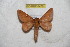  ( - BC-RBP 6470)  @13 [ ] Copyright (2012) Ron Brechlin Research Collection of Ron Brechlin