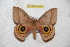  ( - BC-RBP 6493)  @13 [ ] Copyright (2012) Ron Brechlin Research Collection of Ron Brechlin
