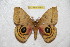  ( - BC-RBP 6495)  @13 [ ] Copyright (2012) Ron Brechlin Research Collection of Ron Brechlin