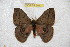  ( - BC-RBP 6517)  @13 [ ] Copyright (2012) Ron Brechlin Research Collection of Ron Brechlin