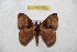  (Hylesia rufex - BC-RBP 6533)  @14 [ ] Copyright (2012) Ron Brechlin Research Collection of Ron Brechlin