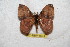  ( - BC-RBP 6534)  @14 [ ] Copyright (2012) Ron Brechlin Research Collection of Ron Brechlin