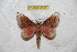  ( - BC-RBP 6536)  @12 [ ] Copyright (2012) Ron Brechlin Research Collection of Ron Brechlin