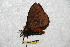  ( - BC-RBP 6578)  @12 [ ] Copyright (2012) Ron Brechlin Research Collection of Ron Brechlin