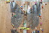  ( - BC-RBP 6583)  @11 [ ] Copyright (2012) Ron Brechlin Research Collection of Ron Brechlin