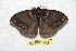  ( - BC-RBP 6588)  @14 [ ] Copyright (2012) Ron Brechlin Research Collection of Ron Brechlin