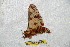  (Citheronula maranhensis - BC-RBP 6629)  @13 [ ] Copyright (2012) Ron Brechlin Research Collection of Ron Brechlin