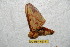  ( - BC-RBP 6633)  @12 [ ] Copyright (2012) Ron Brechlin Research Collection of Ron Brechlin