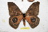  ( - BC-RBP 6653)  @13 [ ] Copyright (2012) Ron Brechlin Research Collection of Ron Brechlin