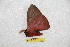  ( - BC-RBP 6703)  @12 [ ] Copyright (2012) Ron Brechlin Research Collection of Ron Brechlin