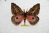  ( - BC-RBP 6712)  @14 [ ] Copyright (2012) Ron Brechlin Research Collection of Ron Brechlin
