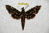  (Phanoxyla hystrix - BC-RBP 6758)  @12 [ ] Copyright (2012) Ron Brechlin Research Collection of Ron Brechlin