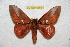  ( - BC-RBP 6769)  @14 [ ] Copyright (2012) Ron Brechlin Research Collection of Ron Brechlin