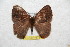  ( - BC-RBP 6784)  @12 [ ] Copyright (2012) Ron Brechlin Research Collection of Ron Brechlin