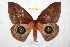 ( - BC-RBP 6929)  @14 [ ] Copyright (2012) Ron Brechlin Research Collection of Ron Brechlin