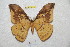  ( - BC-RBP 6966)  @14 [ ] Copyright (2012) Ron Brechlin Research Collection of Ron Brechlin