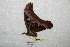  ( - BC-RBP 7003)  @12 [ ] Copyright (2012) Ron Brechlin Research Collection of Ron Brechlin