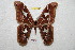  (Rothschildia orizaba oroaxacana - BC-RBP 7030)  @15 [ ] Copyright (2012) Ron Brechlin Research Collection of Ron Brechlin