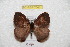  ( - BC-RBP 7045)  @12 [ ] Copyright (2012) Ron Brechlin Research Collection of Ron Brechlin