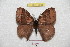  ( - BC-RBP 7055)  @14 [ ] Copyright (2012) Ron Brechlin Research Collection of Ron Brechlin