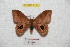  ( - BC-RBP 7101)  @11 [ ] Copyright (2012) Ron Brechlin Research Collection of Ron Brechlin