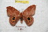  ( - BC-RBP 7102)  @11 [ ] Copyright (2012) Ron Brechlin Research Collection of Ron Brechlin