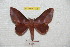  ( - BC-RBP 7105)  @13 [ ] Copyright (2012) Ron Brechlin Research Collection of Ron Brechlin