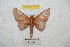  ( - BC-RBP 7117)  @13 [ ] Copyright (2012) Ron Brechlin Research Collection of Ron Brechlin