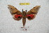  ( - BC-RBP 7160)  @11 [ ] Copyright (2012) Ron Brechlin Research Collection of Ron Brechlin