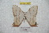  ( - BC-RBP 7182)  @13 [ ] Copyright (2012) Ron Brechlin Research Collection of Ron Brechlin