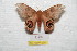  ( - BC-RBP 7295)  @14 [ ] Copyright (2013) Ron Brechlin Research Collection of Ron Brechlin