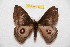  ( - BC-RBP 7371)  @13 [ ] Copyright (2013) Ron Brechlin Research Collection of Ron Brechlin