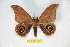  ( - BC-RBP 7435)  @13 [ ] Copyright (2013) Ron Brechlin Research Collection of Ron Brechlin