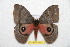  ( - BC-RBP 7447)  @14 [ ] Copyright (2013) Ron Brechlin Research Collection of Ron Brechlin