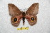  ( - BC-RBP 7452)  @13 [ ] Copyright (2013) Ron Brechlin Research Collection of Ron Brechlin