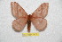  ( - BC-RBP 7477)  @13 [ ] Copyright (2013) Ron Brechlin Research Collection of Ron Brechlin