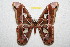  ( - BC-RBP 7478)  @14 [ ] Copyright (2013) Ron Brechlin Research Collection of Ron Brechlin