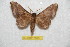  ( - BC-RBP 7503)  @13 [ ] Copyright (2013) Ron Brechlin Research Collection of Ron Brechlin