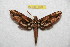  (Xylophanes yungasa - BC-RBP 7507)  @13 [ ] Copyright (2013) Ron Brechlin Research Collection of Ron Brechlin