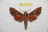  ( - BC-RBP 7511)  @13 [ ] Copyright (2013) Ron Brechlin Research Collection of Ron Brechlin