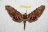  (Adhemarius svetlanae - BC-RBP 7513)  @13 [ ] Copyright (2013) Ron Brechlin Research Collection of Ron Brechlin