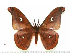  ( - BC-RBP 8636)  @11 [ ] Copyright (2019) Ron Brechlin Research Collection of Ron Brechlin