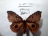  ( - BC-HKT 0224)  @11 [ ] Copyright (2018) Ron Brechlin Research Collection of Ron Brechlin