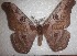  ( - BC-RBP 11031)  @11 [ ] Copyright (2018) Ron Brechlin Research Collection of Ron Brechlin