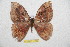  ( - BC-RBP 11799)  @11 [ ] Copyright (2020) Ron Brechlin Research Collection of Ron Brechlin